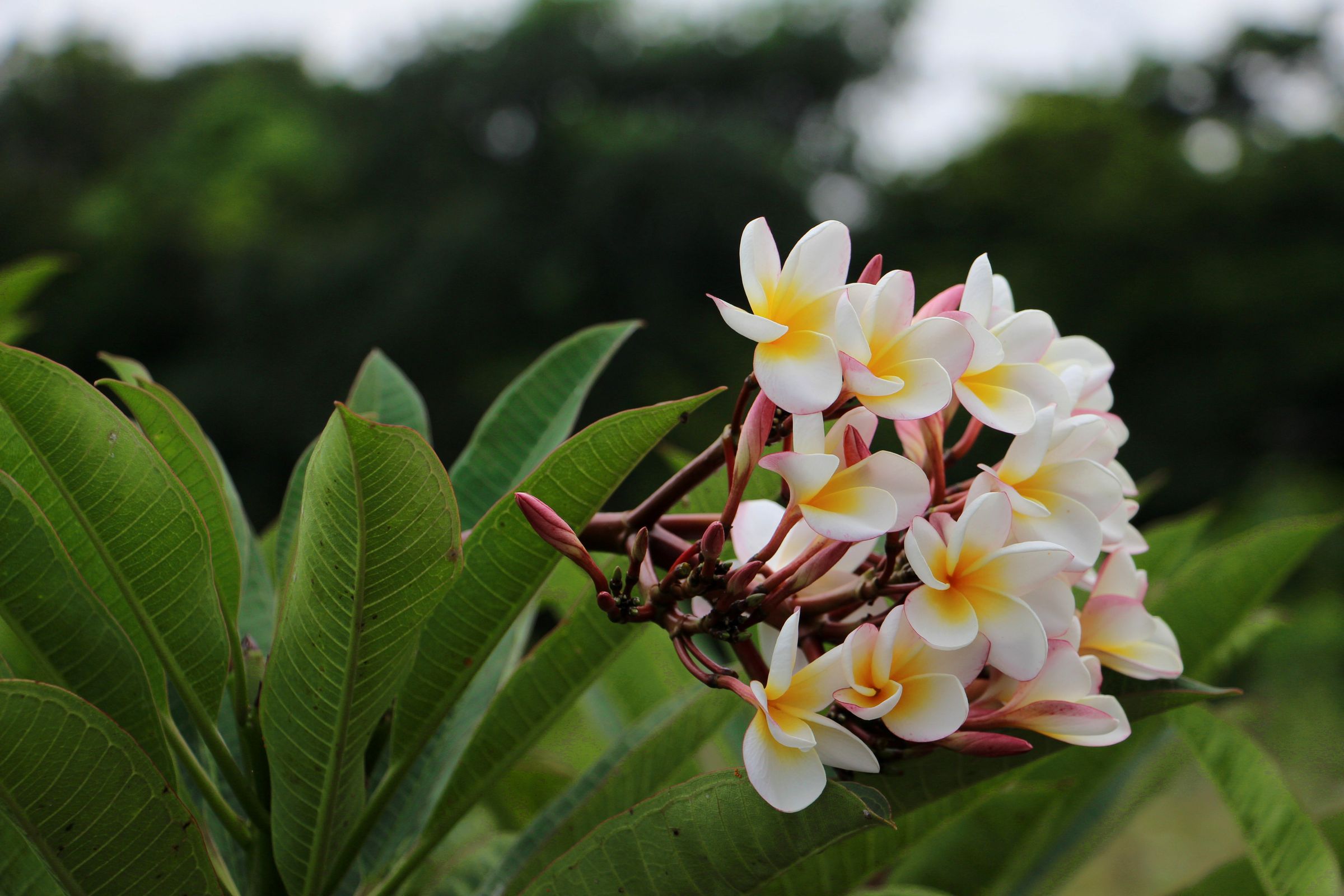 Flora