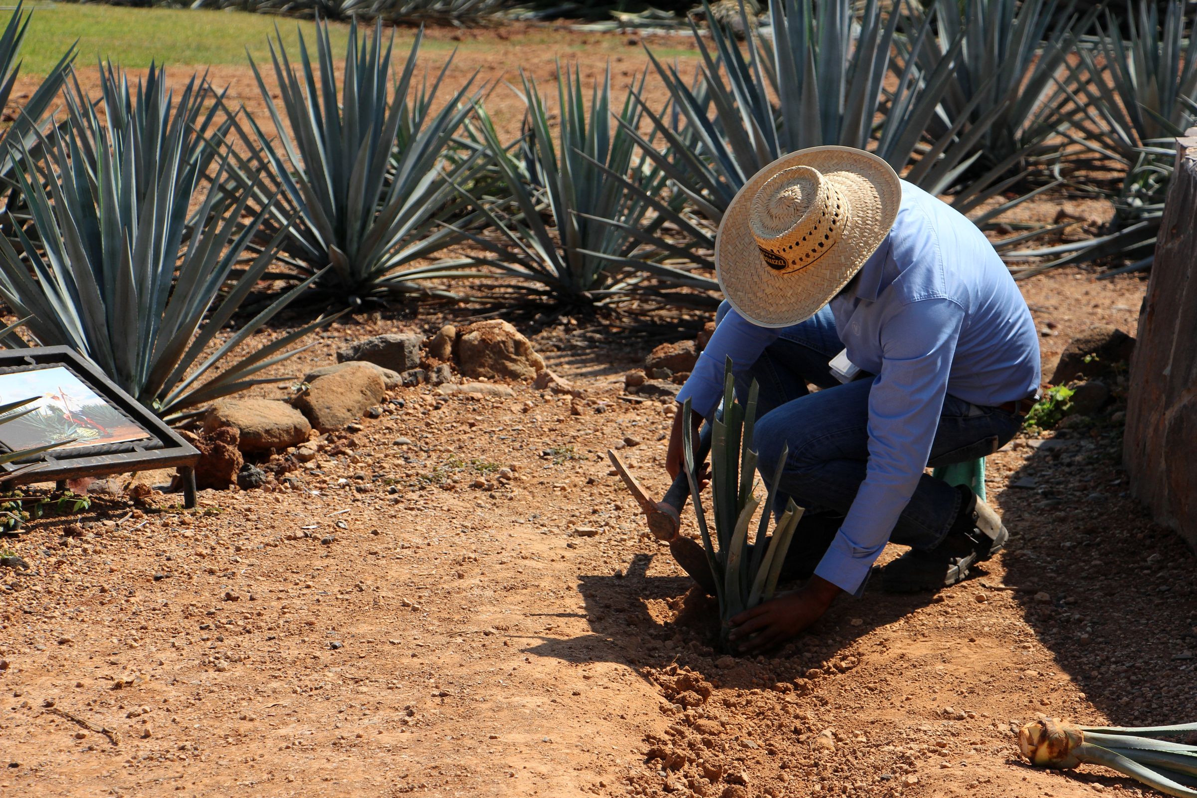 Tag 20 – Tequila